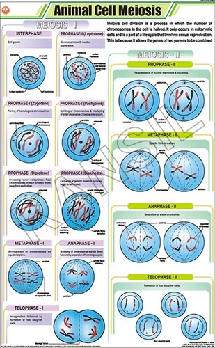 Animal Cell Meiosis Chart