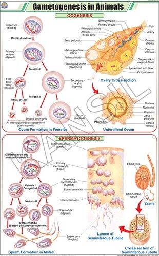 Gametogenesis in Animals Chart