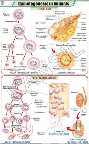 Gametogenesis In Animals Chart