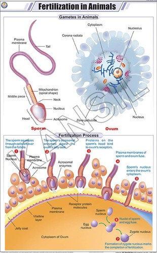 Fertilization In Animals Chart