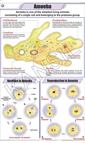 Amoeba Chart
