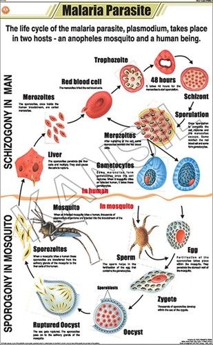 Malaria Parasite Chart Dimensions: 58 A 90 Centimeter (Cm)