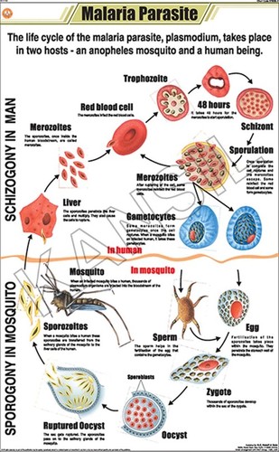 Malaria Parasite Chart