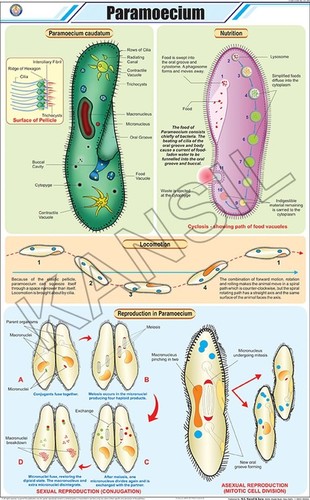 Paramoecium Chart