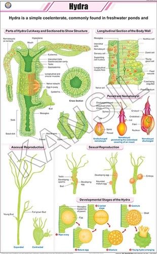 Hydra Chart Dimensions: 58 A 90 Centimeter (Cm)