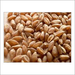 Wheat