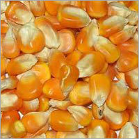 Yellow Corn