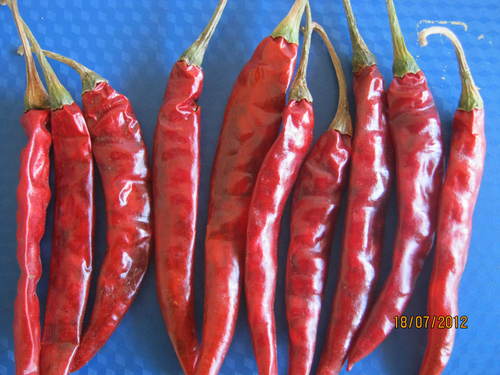 TEJA S17 Red Chilli
