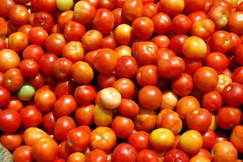 Tomato