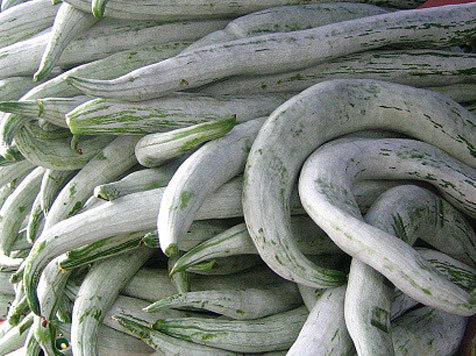 Snake Gourd