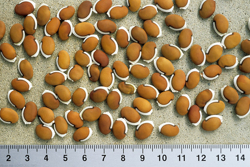 Grams Seeds
