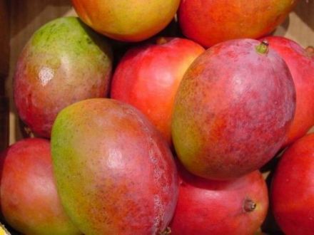 Indian Mangoes