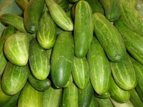 Cucumber