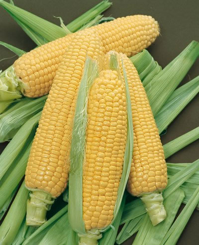 Yellow Corn