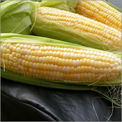 Yellow Maize
