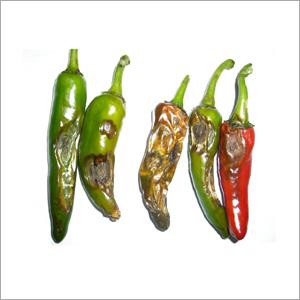 Anthracnose Chili