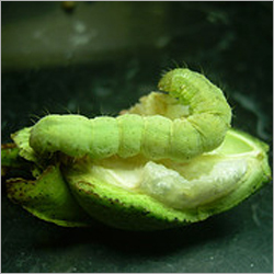 Bollworm
