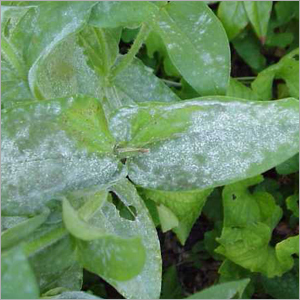 Powdery Mildew