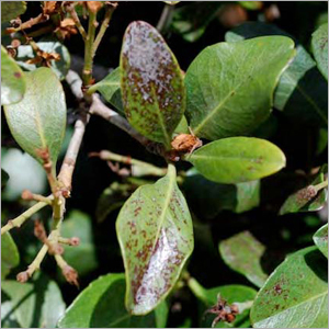 Thrips