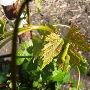 Caterpillar