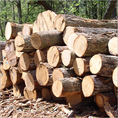 Timber Logs
