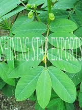 Senna Leaves