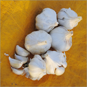 Indian Garlic