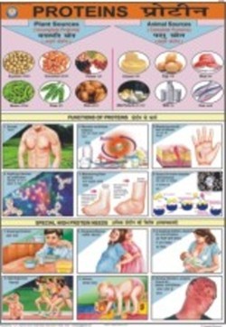 Proteins Chart