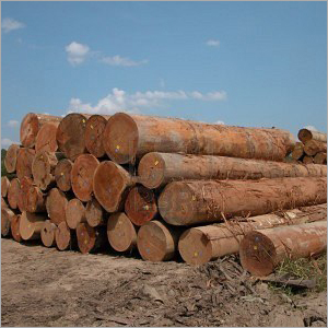 Malaysian Hardwood Logs