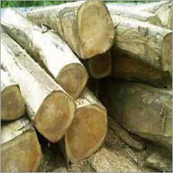 Sal Wood Logs By RAJDHANI TIMBER TRADERS