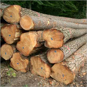 New Zealand Pine Wood Logs