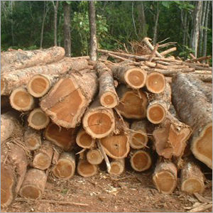 Teak Wood Logs