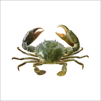 Live Mud Crab