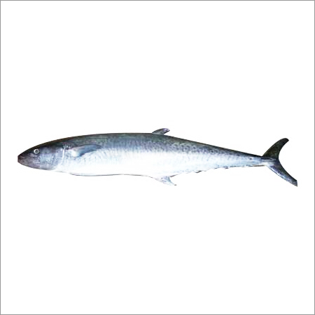 King Fish