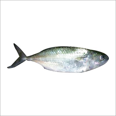 Indian Mackerel Fish
