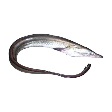 Eel Fish