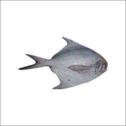 Silver Pomfret Fish