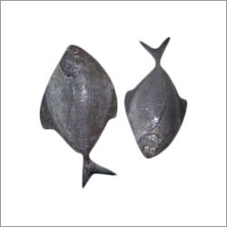Black Pomfret Fish