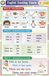 Body Parts Charts