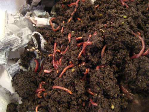 VERMICOMPOST