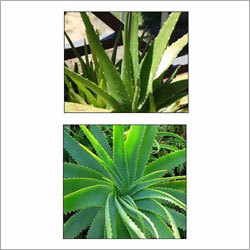 Aloe Vera Shampoo