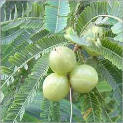 Amla Hair Oil