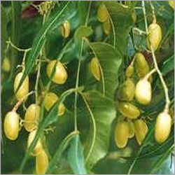 Neem Seeds & Other Seeds
