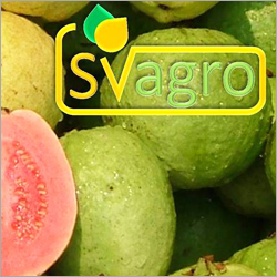 Spray Dried Guava Powder