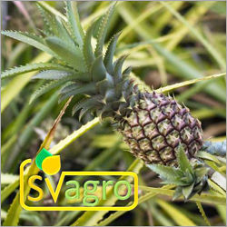 Spray Dried Pineapple Powder