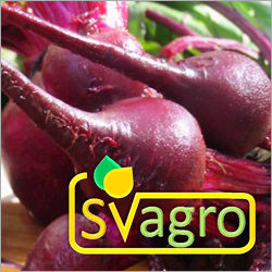 Spray Dried Beet Root Powder