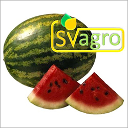 Spray Dried Watermelon Powder