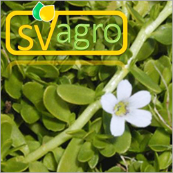 Green Bacopa Monnieri Extract