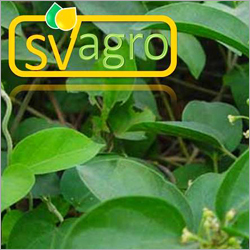 Gymnema Sylvestre Extract