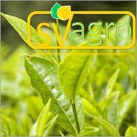 Green Tea Extract